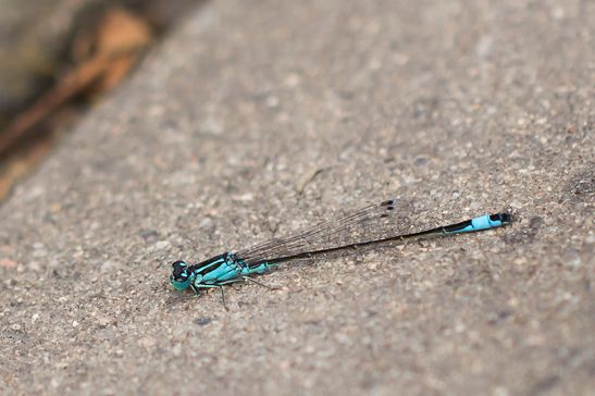 Große Pechlibelle       Ischnura elegans          ( Tschechien  Böhmisches Mittelgebirge   Juli  2025 )