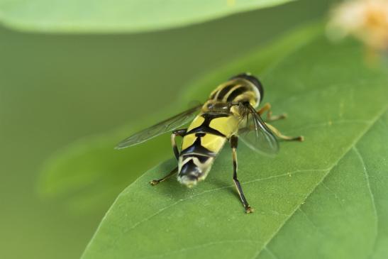 Große Sumpfschwebfliege        Helophilus trivittatus        ( Sachsen - Anhalt August 2020 ) 