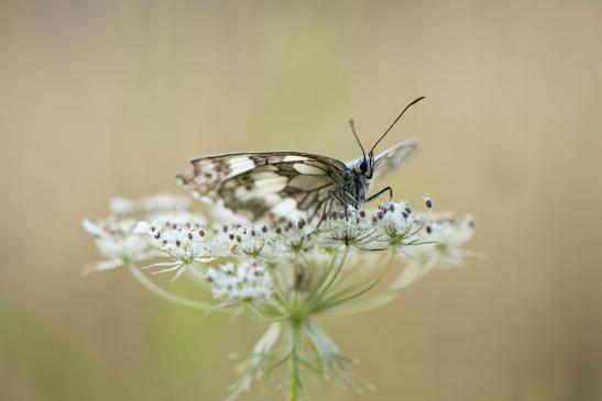 Schachbrett     Melanargia galathea     ( Sachsen-Anhalt Juli 2022 )