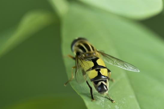  Große Sumpfschwebfliege        Helophilus trivittatus        ( Sachsen - Anhalt August 2020 ) 