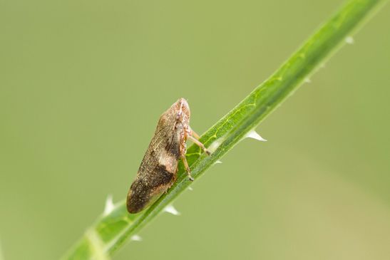 Erlenschaumzikade       Aphrophora alni       ( Tschechien   Böhmisches Mittelgebirge Juli 2025 )