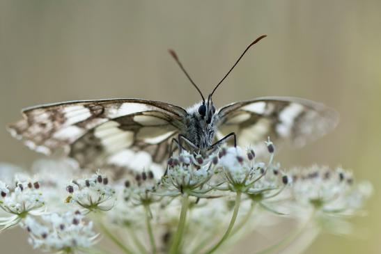 Schachbrett     Melanargia galathea     ( Sachsen-Anhalt Juli 2022 )