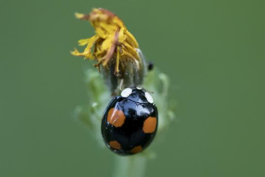 Asiatischer Marienkäfer       eine von vielen Farbvarianten       Harmonia axyridis       ( Wernigerode   Harz   August 2020 )