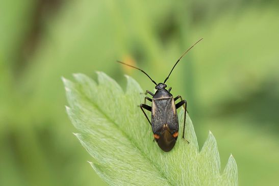Noch unbestimmt         ev. Closterotomus  trivialis       ( Tschechien    Böhmisches Mittelgebirge   Juli 2025 )