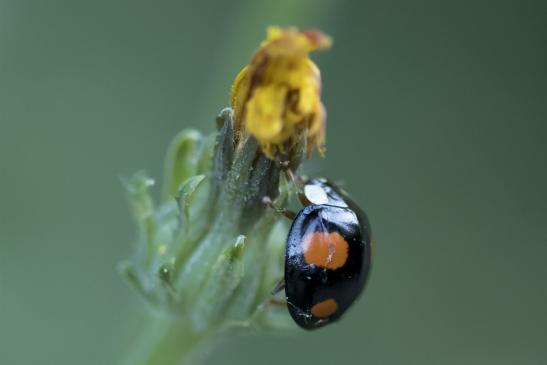 Asiatischer Marienkäfer       eine von vielen Farbvarianten       Harmonia axyridis       ( Wernigerode   Harz   August 2020 )