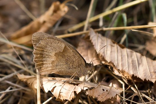 Großes Ochsenauge       Maniola jurtina       ( Sachsen - Anhalt August 2022 )