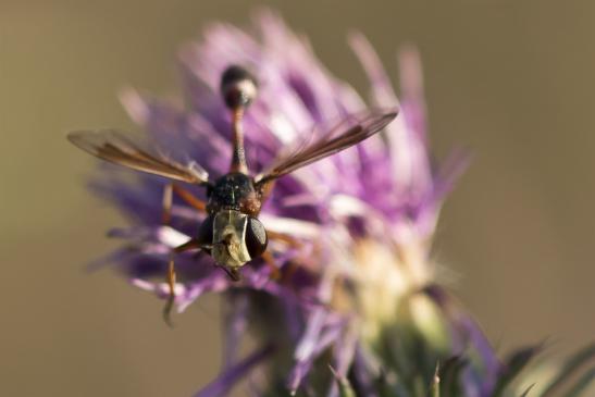 Helle Stiel - Dickkopffliege       Physocephala vittata       ( Sachsen - Anhalt August 2020 ) 