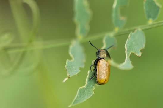 Gemeiner Langbeinkäfer  Labidostomis longimana        ( Tschechien Böhmisches Mittelgebirge Juli 2025 )