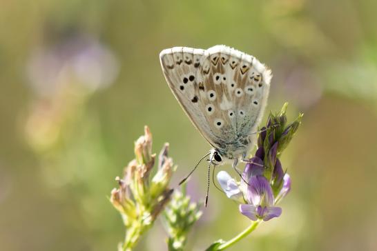 Himmelblauer Bläuling      Lysandra bellargus  oder Silbergrüner Bläuling      Lysandra coridon       männlich       ( Sachsen - Anhalt August 2022 )      