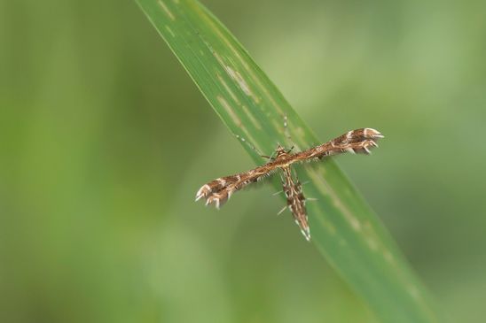 Federmotte         Geina didactyla           ( Tschechien  Böhmisches Mittelgebirge  Juli 2025 )