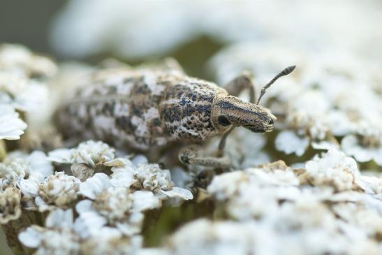 Bunter Rübenrüssler       Cyphocleonus dealbatus       ( Sachsen - Anhalt August 2020 )