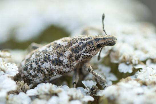 Bunter Rübenrüssler       Cyphocleonus dealbatus       ( Sachsen - Anhalt August 2020 )