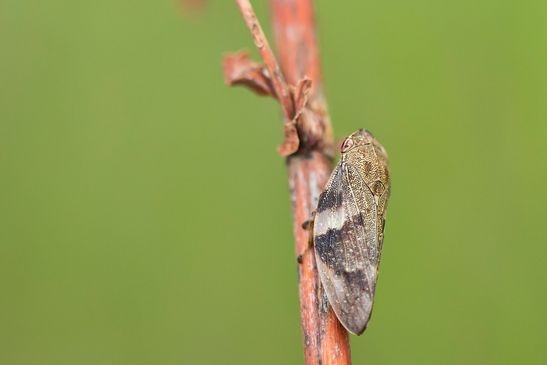 Erlenschaumzikade       Aphrophora alni ( Tschechien  Böhmisches Mittelgebirge Juli 2025 )