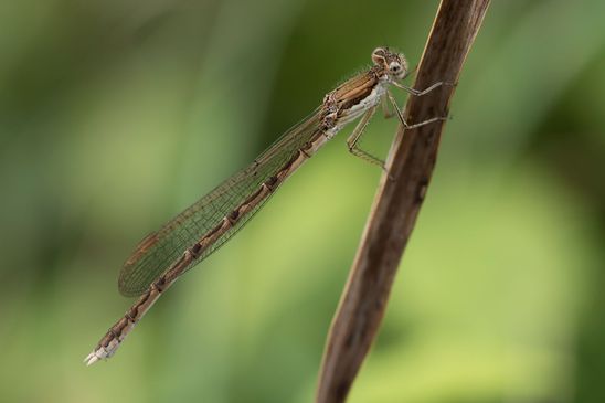Gemeine Winterlibelle     Sympecma fusca     ( Sachsen-Anhalt August 2022 )