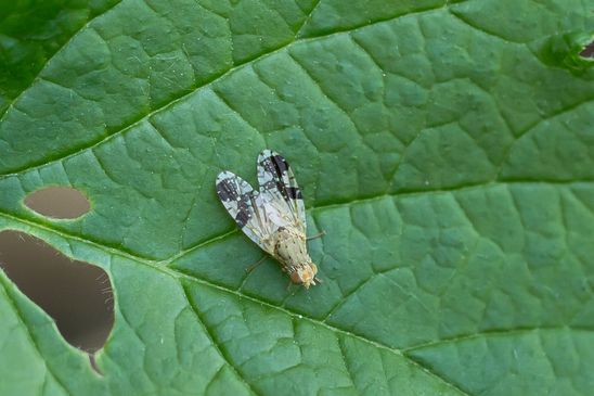 Klettenbohrfliege          Tephritis bardanae         männlich            ( Baden - Württemberg  Juni 2026 )
