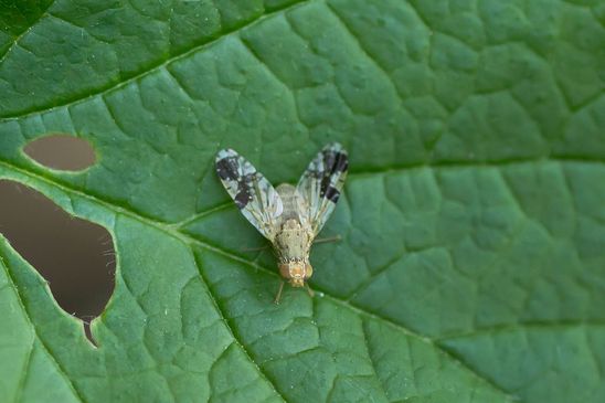 Klettenbohrfliege          Tephritis bardanae         männlich            ( Baden - Württemberg  Juni 2026 )
