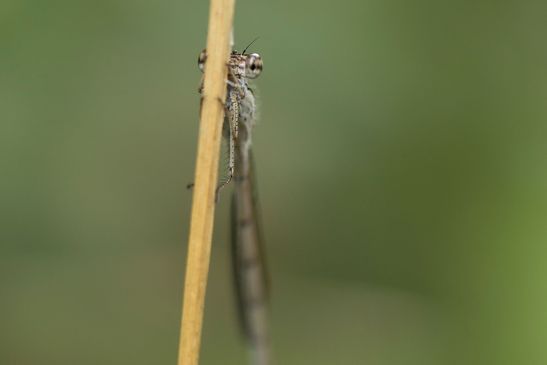 Gemeine Winterlibelle     Sympecma fusca     ( Sachsen-Anhalt August 2022 )