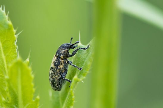 Distelkurzrüssler           Rhinocyllus conicus         ( Tschechien    Böhmisches Mittelgebirge   Juli 2025 )