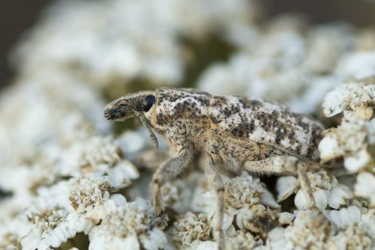 Bunter Rübenrüssler       Cyphocleonus dealbatus       ( Sachsen - Anhalt August 2020 )