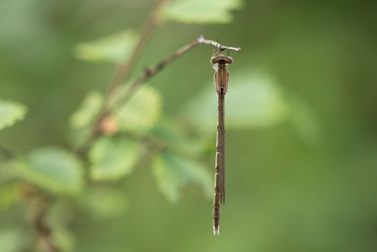 Gemeine Winterlibelle     Sympecma fusca     ( Sachsen-Anhalt August 2022 )