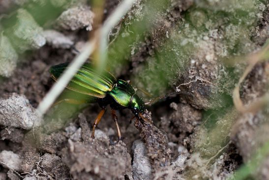 Goldlaufkäfer        Carabus auratus        ( Baden - Württemberg  Juni 2024 )