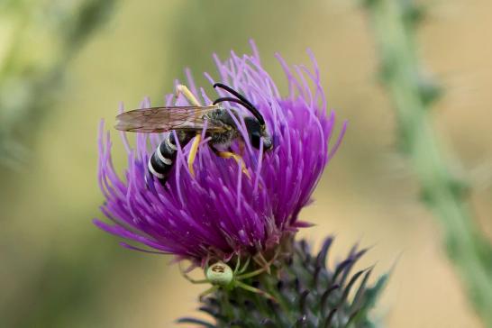 Gelbbindige Furchenbiene      Halictus scabiosae      ( Sachsen - Anhalt August 2022 )