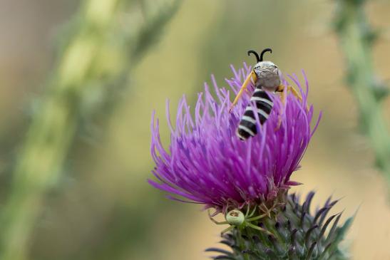 Gelbbindige Furchenbiene      Halictus scabiosae      ( Sachsen - Anhalt August 2022 )