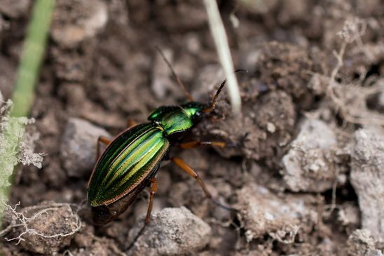 Goldlaufkäfer        Carabus auratus        ( Baden - Württemberg  Juni 2024 )