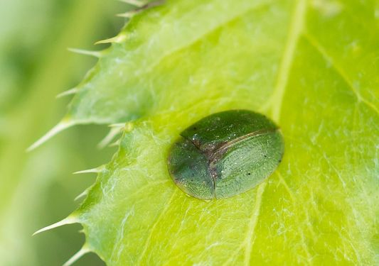Distelschildkäfer         Cassida rubiginosa           ( Tschechien    Böhmisches Mittelgebirge   Juli 2025 )