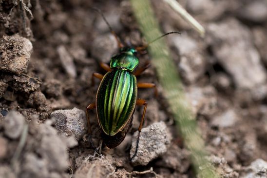Goldlaufkäfer        Carabus auratus        ( Baden - Württemberg  Juni 2024 )