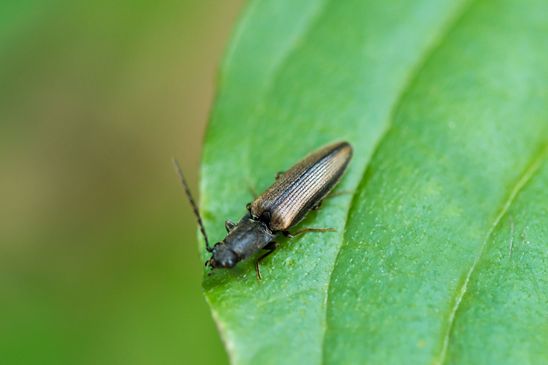 Zweifarbiger Laubschnellkäfer         Athous bicolor          ( Tschechien  Böhmisches Mittelgebirge Juli 2025 )