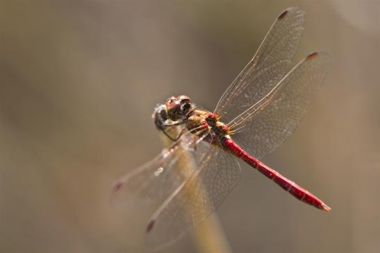 Blutrote Heidelibelle   vermutlich  Sympetrum sanguineum  männlich  ( Sachsen-Anhalt August 2019 )