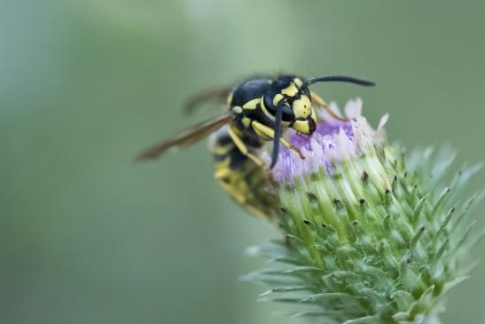 Deutsche Wespe        Vespula germanica       ( Sachsen - Anhalt August 2020 ) 