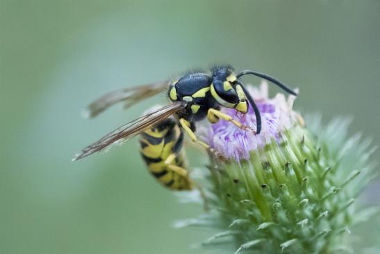 Deutsche Wespe        Vespula germanica       ( Sachsen - Anhalt August 2020 ) 