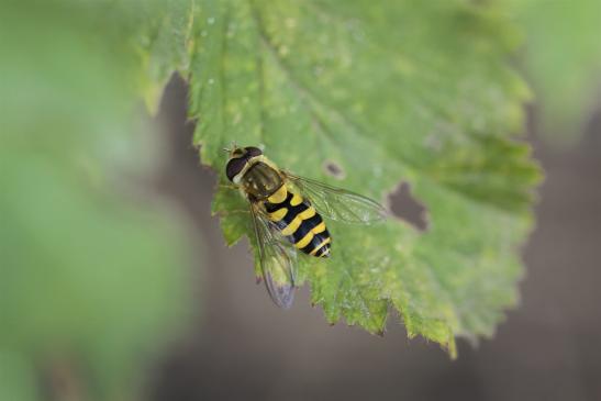 Gemeine Gartenschwebfliege    Syrphus ribesii   weiblich     ( Sachsen-Anhalt August 2019 )