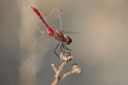 Blutrote Heidelibelle      Sympetrum sanguineum   männlich     ( Sachsen-Anhalt August 2019 )