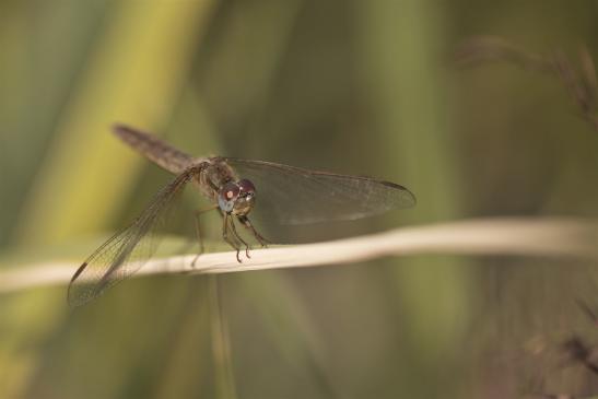  Heidelibelle     vermutlich  Blutrote Heidelibelle  Sympetrum sanguineum   weiblich     ( Sachsen-Anhalt August 2019 )