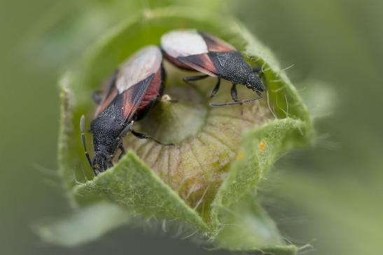 Lindenwanze       Oxycarenus lavaterae       ( Sachsen - Anhalt August 2020 )