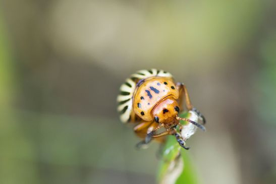 Kartoffelkäfer        Leptinotarsa decemlineata          ( Tschechien  Böhmisches Mittelgebirge Juli 2025 ) 