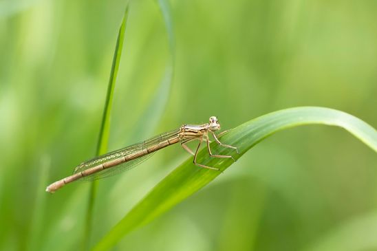  Blaue Federlibelle ????        Platycnemis pennipes        weiblich        ( Baden - Württemberg Juni 2024 )