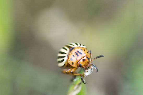 Kartoffelkäfer        Leptinotarsa decemlineata          ( Tschechien  Böhmisches Mittelgebirge Juli 2025 ) 