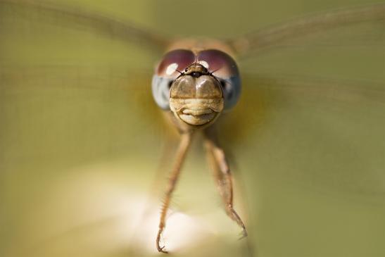 Auge in Auge mit der Heidelibelle