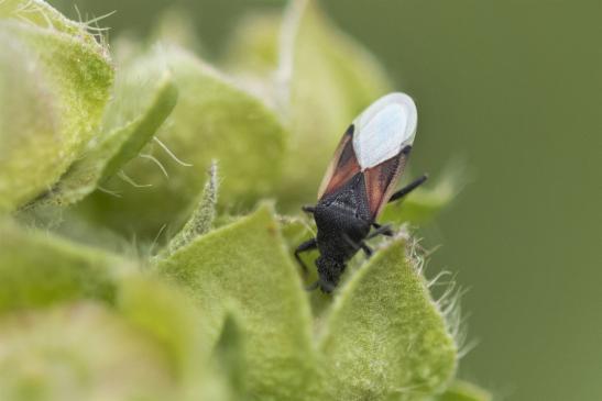 Lindenwanze       Oxycarenus lavaterae       ( Sachsen - Anhalt August 2020 )