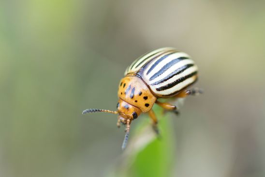 Kartoffelkäfer        Leptinotarsa decemlineata          ( Tschechien  Böhmisches Mittelgebirge Juli 2025 ) 