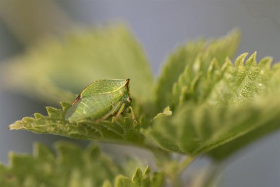 Büffelzikade   Stictocephala bisonia   ( Sachsen-Anhalt August 2019 )