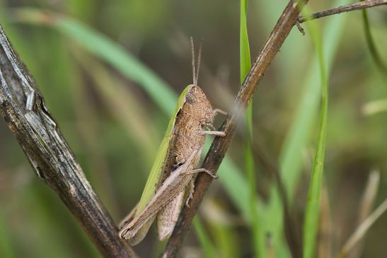   Wiesengrashüpfer       Chorthippus  dorsatus        (  Tschechien  Böhmisches Mittelgebirge  Juli  2025  )