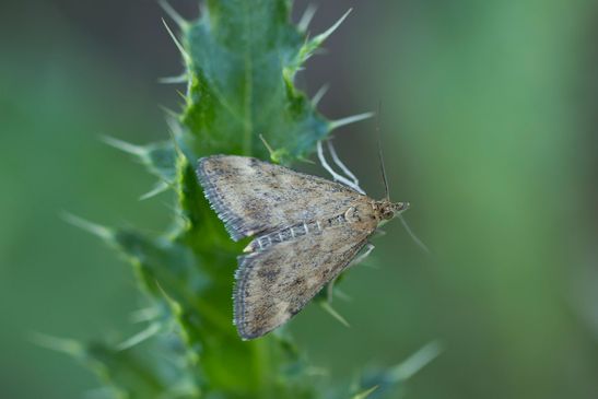 Olivbrauner Zünsler       Pyrausta despicata         ( Sachsen - Anhalt August 2022 )