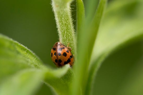 Luzerne - Marienkäfer          Subcoccinella vigintiquatuorpunctata         ( Baden - Württemberg Juni 2024 )