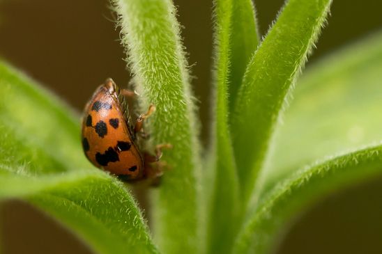 Luzerne - Marienkäfer          Subcoccinella vigintiquatuorpunctata         ( Baden - Württemberg Juni 2024 )