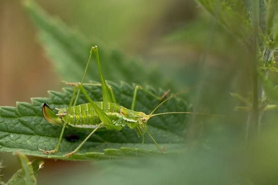 Gestreifte Zartschrecke        Leptophyes albovittata         weiblich         ( Brandenburg Juli 2026 )
